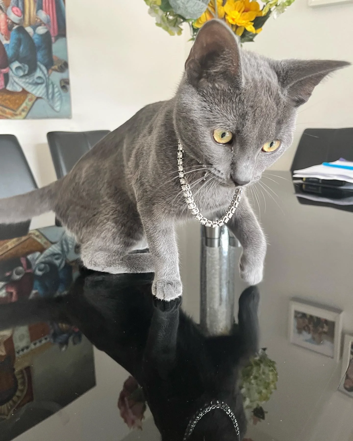 A grey cat wearing a stone-set chain